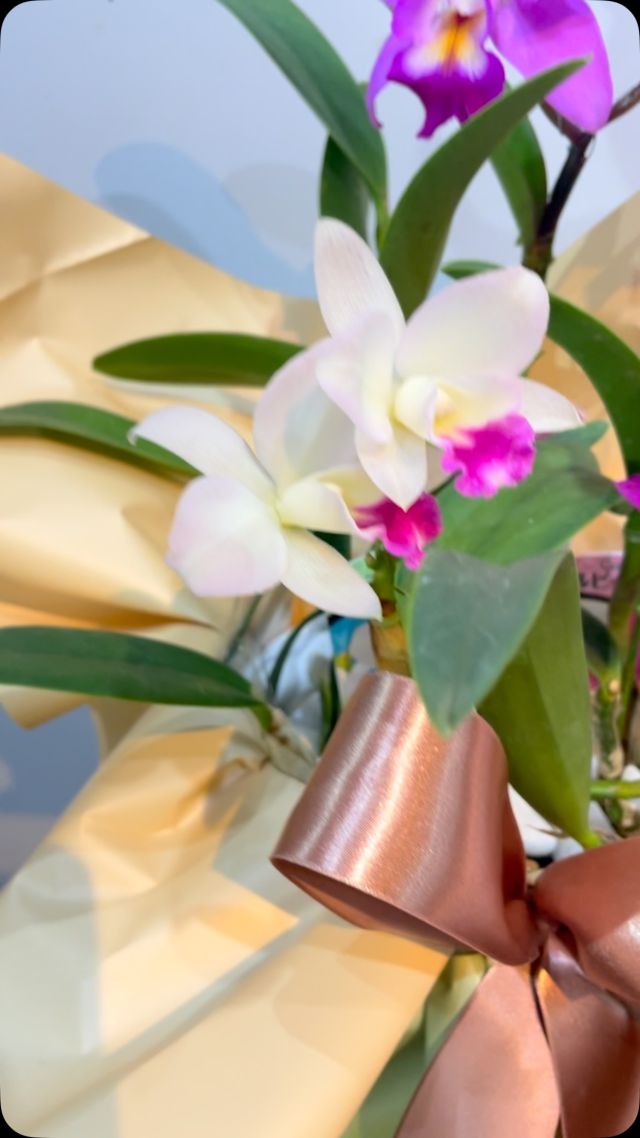 胡蝶蘭はじめ、様々なアイテムをご用意してお客様をお待ちしております。 #flowers#flowerarrangement#flowermagic
#floraldesign#flowerslovers#flowerpower
#florist#flowerstagram
