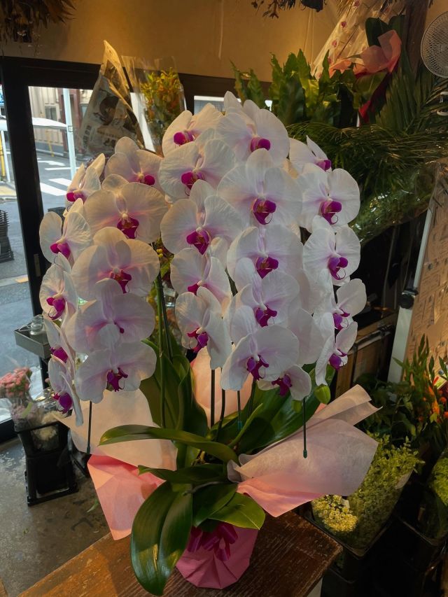 胡蝶蘭はじめ、様々なアイテムをご用意してお客様をお待ちしております。 #flowers#flowerarrangement#flowermagic
#floraldesign#flowerslovers#flowerpower
#florist#flowerstagram