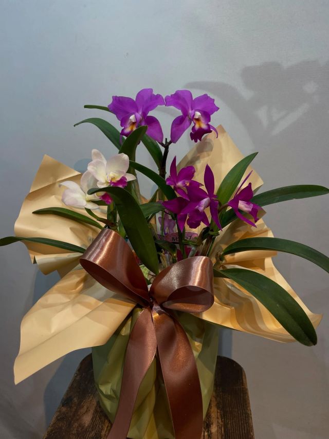 胡蝶蘭はじめ、様々なアイテムをご用意してお客様をお待ちしております。 #flowers#flowerarrangement#flowermagic
#floraldesign#flowerslovers#flowerpower
#florist#flowerstagram