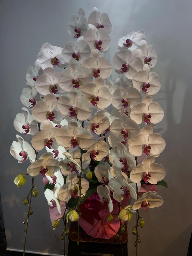 胡蝶蘭はじめ、様々なアイテムをご用意してお客様をお待ちしております。 #flowers#flowerarrangement#flowermagic
#floraldesign#flowerslovers#flowerpower
#florist#flowerstagram