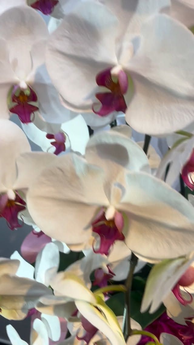 胡蝶蘭はじめ、様々なアイテムをご用意してお客様をお待ちしております。 #flowers#flowerarrangement#flowermagic
#floraldesign#flowerslovers#flowerpower
#florist#flowerstagram