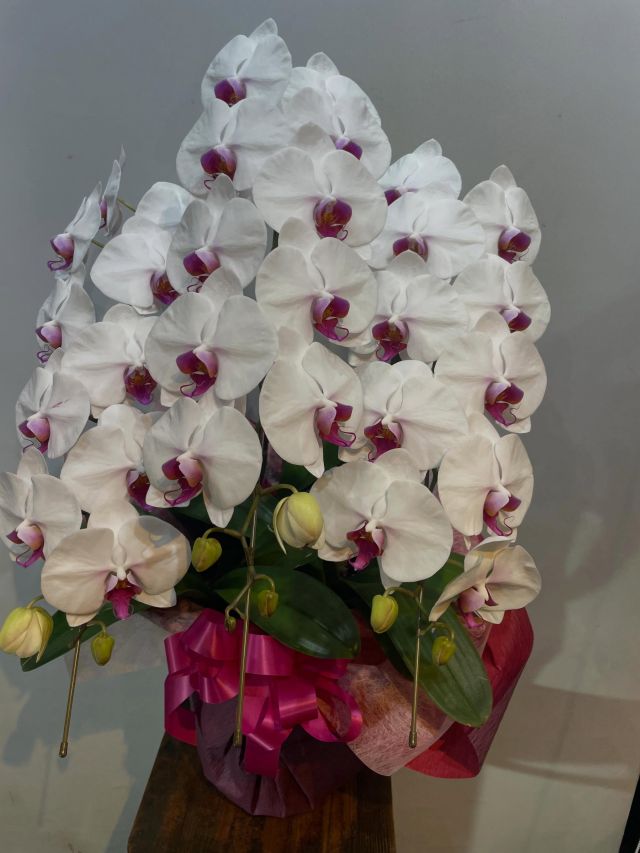 胡蝶蘭はじめ、様々なアイテムをご用意してお客様をお待ちしております。 #flowers#flowerarrangement#flowermagic
#floraldesign#flowersloversflowerpower
floristflowerstagram