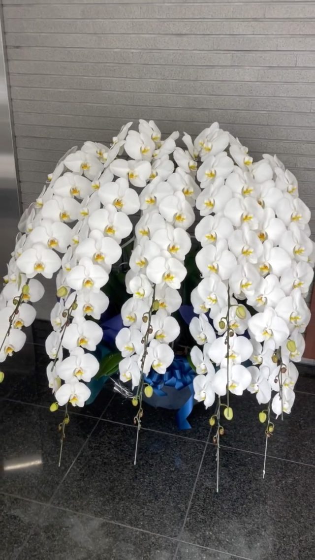 胡蝶蘭
#胡蝶蘭
#phalaenopsisorchid
#phalaenopsis 
#gift
