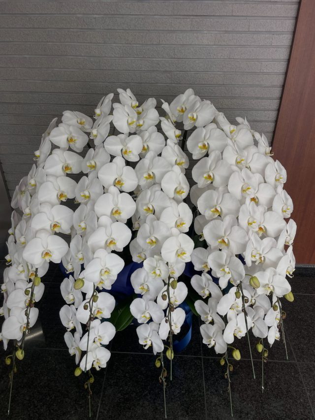胡蝶蘭
#胡蝶蘭
#phalaenopsisorchid
#phalaenopsis 
#gift