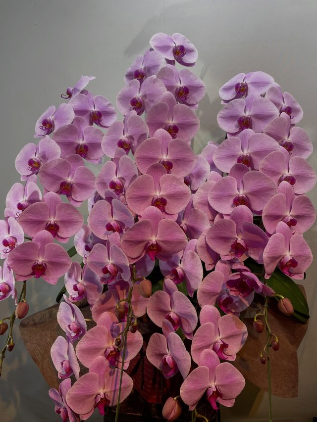 #胡蝶蘭
#phalaenopsisorchid
#phalaenopsis 
#gift 
#花屋