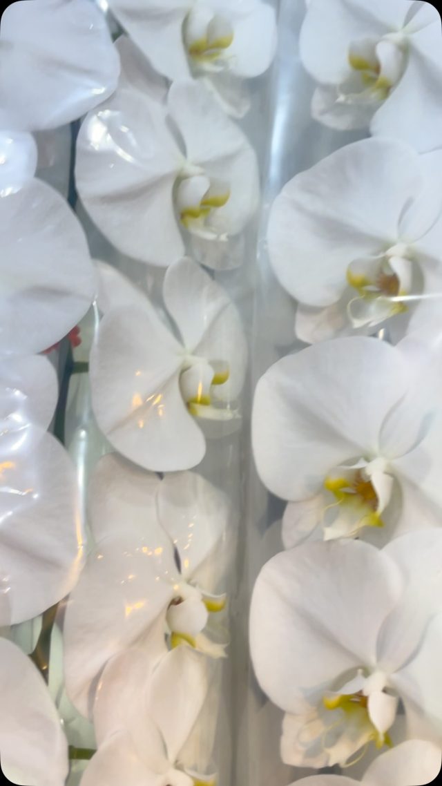 #胡蝶蘭
#phalaenopsisorchid
#phalaenopsis 
#gift 
#花屋
