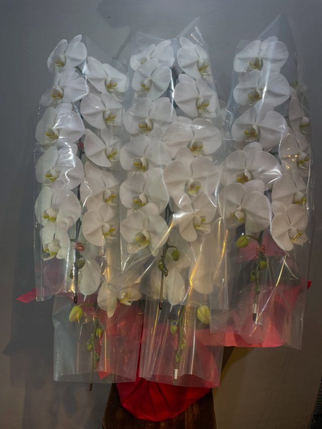 #胡蝶蘭
#phalaenopsisorchid
#phalaenopsis 
#gift 
#花屋