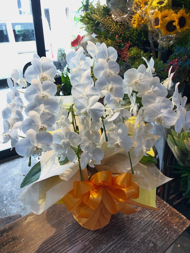 #胡蝶蘭
#phalaenopsisorchid
#phalaenopsis 
#gift 
#花屋