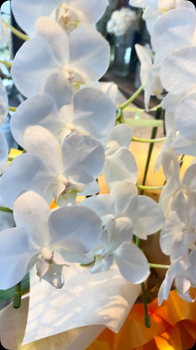 #胡蝶蘭
#phalaenopsisorchid
#phalaenopsis 
#gift 
#花屋