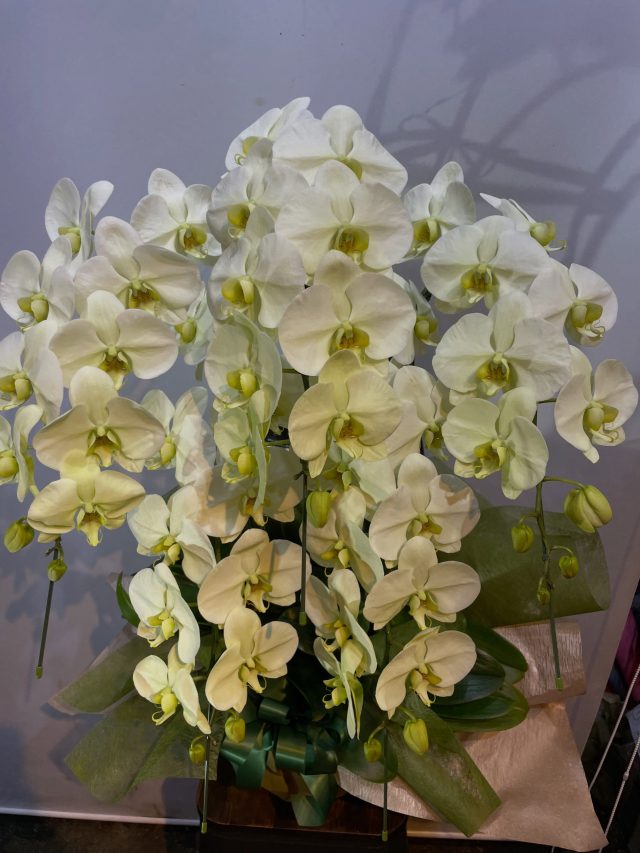 胡蝶蘭タグ
#胡蝶蘭
#phalaenopsisorchid
#phalaenopsis 
#gift 
#花屋