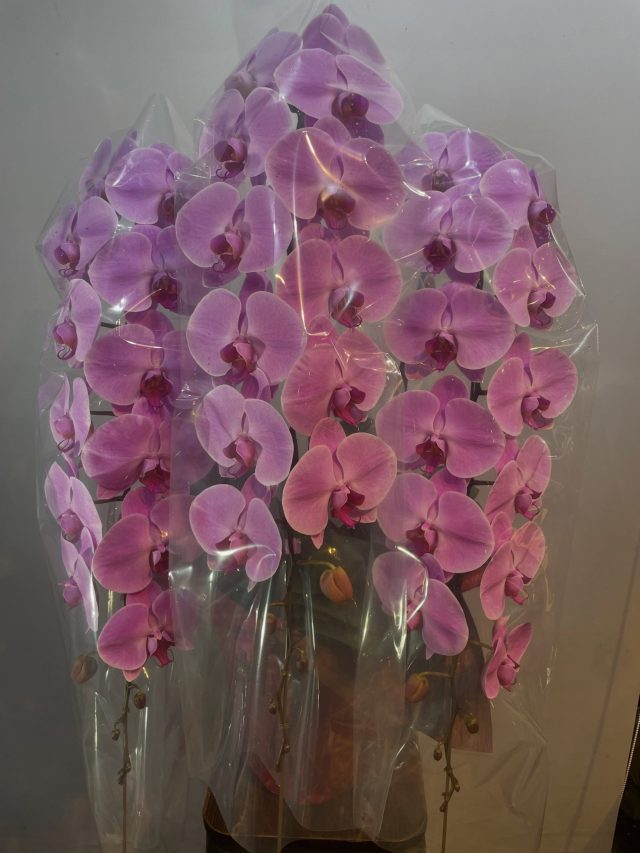 胡蝶蘭タグ
#胡蝶蘭
#phalaenopsisorchid
#phalaenopsis 
#gift 
#花屋