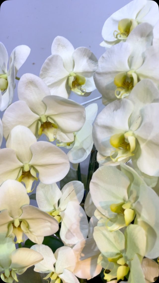 胡蝶蘭タグ
#胡蝶蘭
#phalaenopsisorchid
#phalaenopsis 
#gift 
#花屋